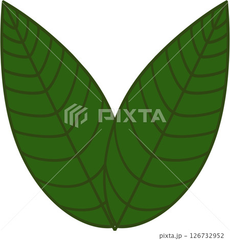 Beautiful shape and green colors tone of fresh plant leaves. 126732952