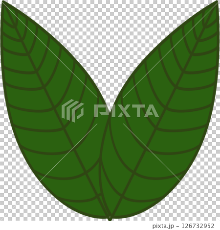 Beautiful shape and green colors tone of fresh plant leaves. 126732952