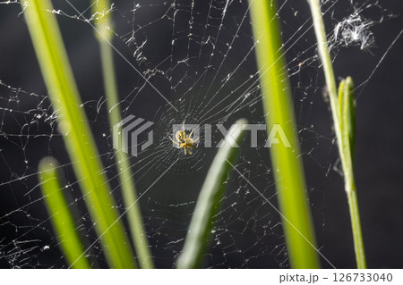Spider in Web Among Grass Stalks Spider in Web Among Grass Stalks 126733040