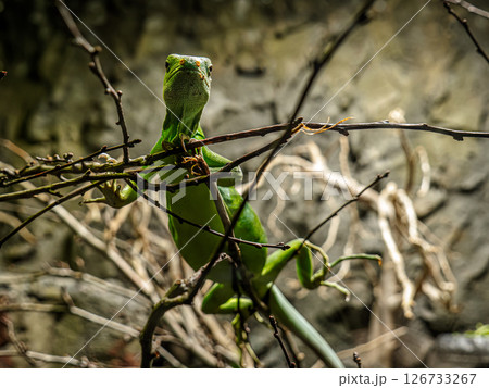 Vibrant Lau Bande Iguana climbing a tree in a Tropical Forest 126733267