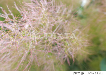 グレビレアの花 おしべが長いブラシ状に飛び出し蜘蛛の巣のよう グレビレアの花 おしべが長いブラシ状に飛び出し蜘蛛の巣のよう 126733315