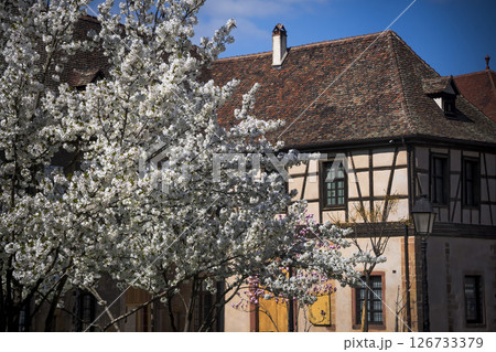 Colmar half-timbered medieval building and blossom 126733379