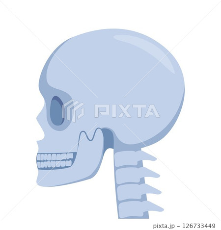 Skull, human body, head and neck bones side view. Vector illustration. Skull, human body, head and neck bones side view. Vector illustration. 126733449