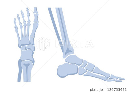 Human foot bones. Metatarsus bones and toes. Medical shots side and front view. Vector illustration. 126733451
