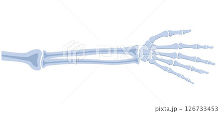 Human hand bones, front view. Medical anatomy. Arm checking healthcare joint palm finger exam. Hospital traumatology. Vector illustration 126733453