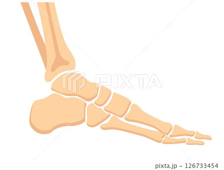 Human foot bones. Image of metatarsus bones and toes. Medical shot. Vector illustration. 126733454
