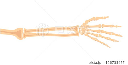 Human hand bones, front view. Medical anatomy. Arm checking healthcare joint palm finger exam. Hospital traumatology. Vector illustration Human hand bones, front view. Medical anatomy. Arm checking healthcare joint palm finger exam. Hospital traumatology. Vector illustration 126733455