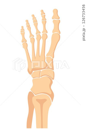 Human foot bones. Metatarsus bones and toes. Medical shot. Vector illustration. 126733456