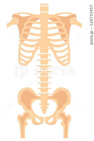 Human skeleton chest bones image. Torso shot. Medical analyzing. Anatomical bones. Vector illustration. Human skeleton chest bones image. Torso shot. Medical analyzing. Anatomical bones. Vector illustration. 126733457