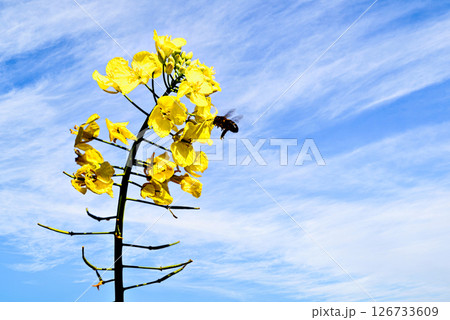 A bee pollinating a plant in a field of yellow rapeseed (Brassica napus) flowers.	 126733609