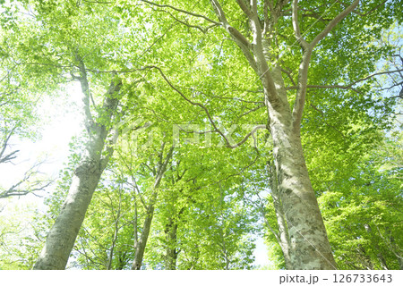 新緑のブナ林 新緑のブナ林 126733643