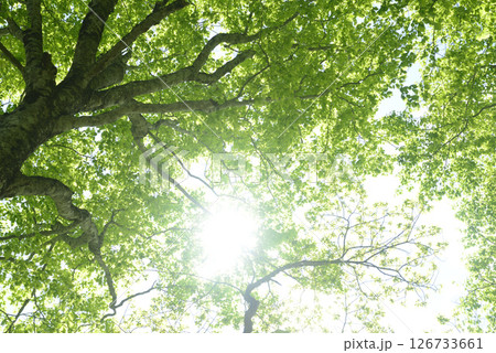 新緑のブナ林 126733661
