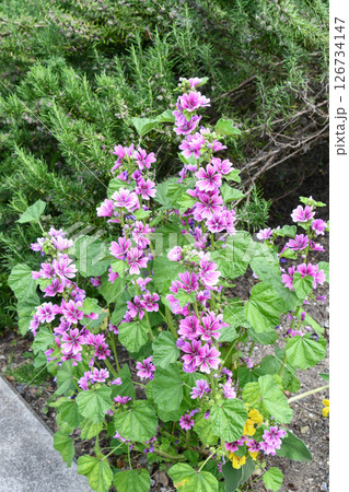 ウスベニアオイ　Common mallow 126734147