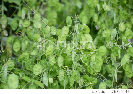 ゴウダソウ（ルナリア）の果実 Annual honesty Fruits 126734148