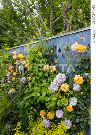 中之条ガーデンズ　ローズガーデンエリア 126734349