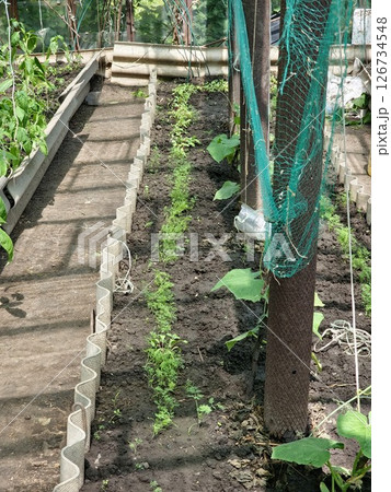 Green dill, parsley grow in a garden bed in the ground. Greens in a farmer's greenhouse for food additives. Organic farming 126734548