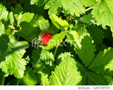 Wild strawberries in the backyard garden. Red forest strawberry ready to the harvest Wild strawberries in the backyard garden. Red forest strawberry ready to the harvest 126734555