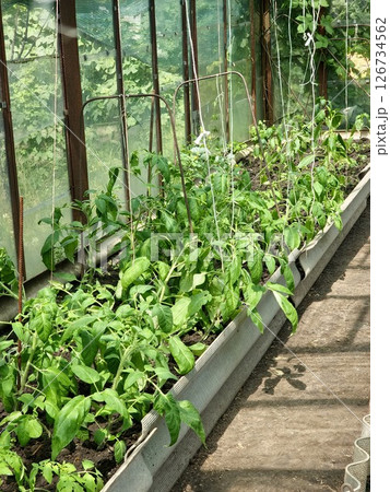 Growing tomato seedlings in a greenhouse. The appearance of tender green leaves while the plants bloom in the greenhouse in spring Growing tomato seedlings in a greenhouse. The appearance of tender green leaves while the plants bloom in the greenhouse in spring 126734562