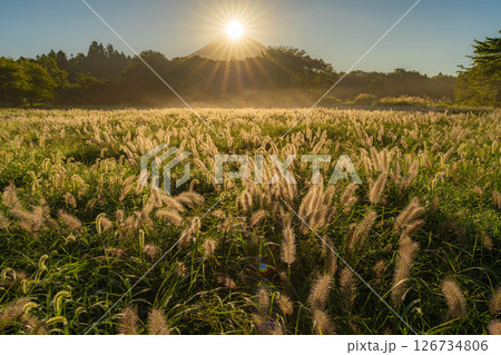 【秋のダイヤモンド富士】初秋の朝霧高原・猪之頭地区から見るチカラシバとダイヤモンド富士【静岡県】 126734806