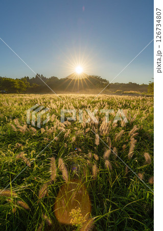 【秋のダイヤモンド富士】初秋の朝霧高原・猪之頭地区から見るチカラシバとダイヤモンド富士【静岡県】 【秋のダイヤモンド富士】初秋の朝霧高原・猪之頭地区から見るチカラシバとダイヤモンド富士【静岡県】 126734807