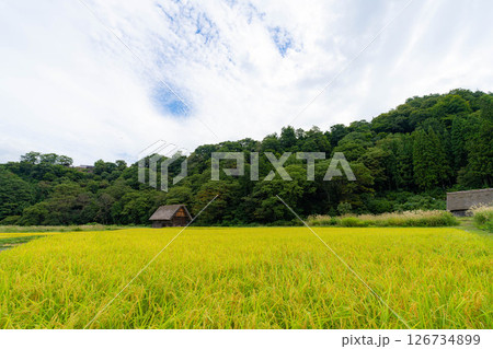【世界遺産】稲の実った初秋の白川郷【岐阜県】 126734899