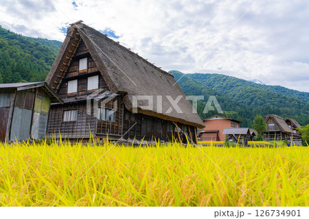 【世界遺産】稲の実った初秋の白川郷【岐阜県】 126734901