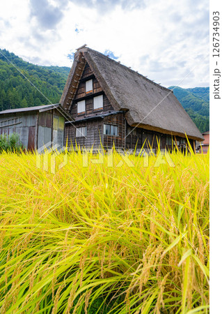 【世界遺産】稲の実った初秋の白川郷【岐阜県】 126734903