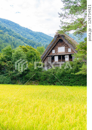 【世界遺産】稲の実った初秋の白川郷【岐阜県】 126734921