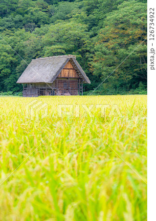 【世界遺産】稲の実った初秋の白川郷【岐阜県】 【世界遺産】稲の実った初秋の白川郷【岐阜県】 126734922