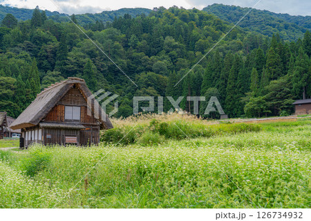 【世界遺産】稲の実った初秋の白川郷【岐阜県】 126734932