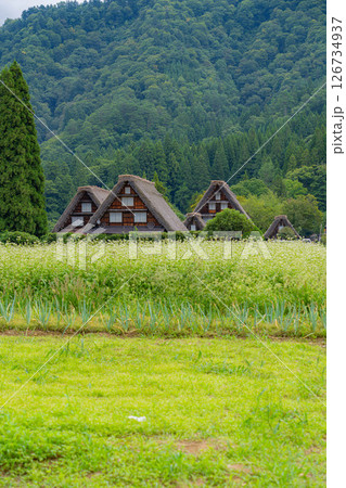 【世界遺産】稲の実った初秋の白川郷【岐阜県】 【世界遺産】稲の実った初秋の白川郷【岐阜県】 126734937