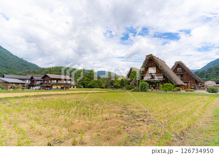 【世界遺産】稲の実った初秋の白川郷【岐阜県】 126734950