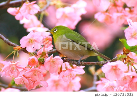 満開の河津桜とメジロ(早春イメージ) 満開の河津桜とメジロ(早春イメージ) 126735032