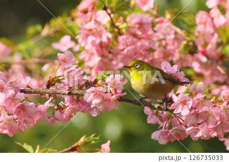 満開の河津桜とメジロ(早春イメージ) 満開の河津桜とメジロ(早春イメージ) 126735033