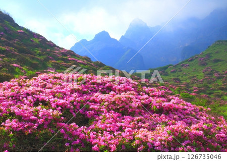 満開のミヤマキリシマ(仙酔峡・阿蘇山) 満開のミヤマキリシマ(仙酔峡・阿蘇山) 126735046