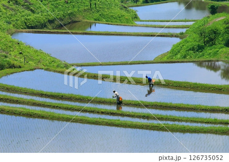 初夏の扇田(熊本県産山村) 初夏の扇田(熊本県産山村) 126735052