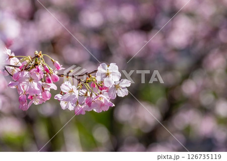 光を浴びて輝く満開のピンクの桜の花 126735119