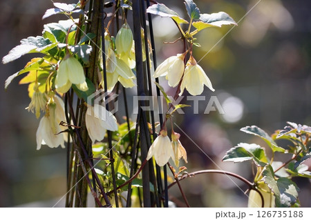 クレマチスの花　シルホサ 126735188