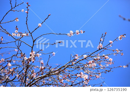 十月桜の花 126735190
