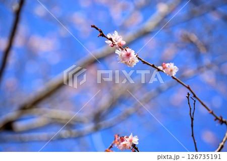 十月桜の花 126735191
