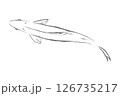 真上から見た泳いでいる鮎の姿 126735217
