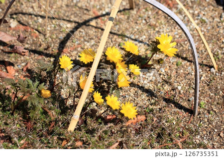 明るい　フクジュソウの花 126735351