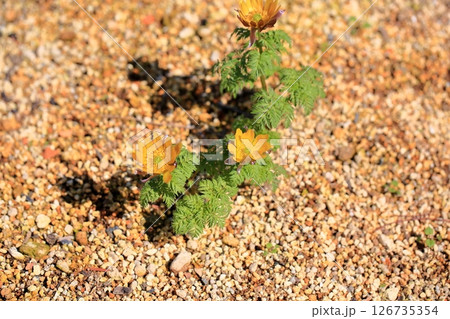 明るい フクジュソウの花 明るい フクジュソウの花 126735354