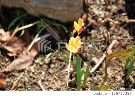 可愛い　クロッカスの花 126735357