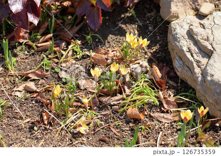 可愛い クロッカスの花 可愛い クロッカスの花 126735359