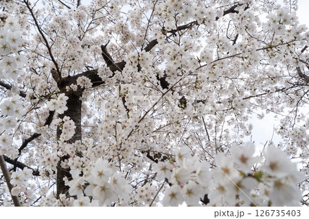 空いっぱいに咲く満開の桜② 126735403