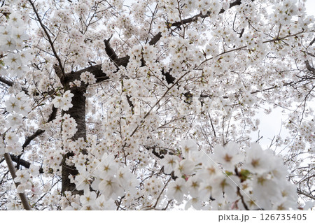 空いっぱいに咲く満開の桜④ 126735405
