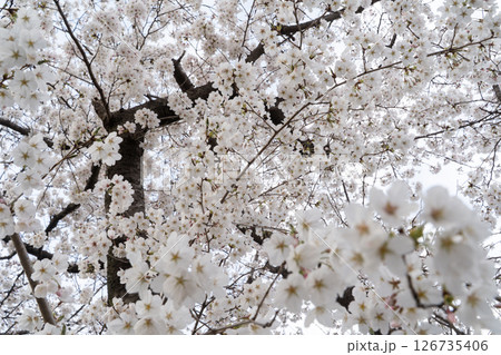 空いっぱいに咲く満開の桜⑤ 126735406