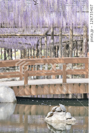 藤棚と橋と亀の癒し風景 126735407