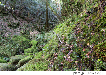 屋久島白谷雲水峡　苔が日本一きれいな森(春) 126735435